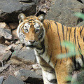 Small_machhli_jenny_horgan_img_3681