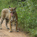 Small_krishna_flehman_img_3496