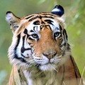 Small_avatar_munna_-_male_-_kanha_-_chandrabhal_singh
