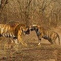 Small_ads_00000166-691731016-o