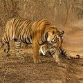Small_ads_00000185-690722810-o