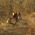 Small_ads_00000287-690725740-o