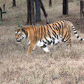 Small_img_6030