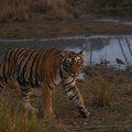 Small_unnis_by_rajbagh_lake_this_evening._2nd_jan_2014_bobby_bhargava