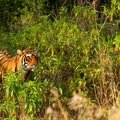 Small_unnis_s_male_cub._jan_2013._bobby_bhargava