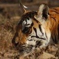 Small_baghin_nalla_avatar_alok_marathe._dec_2012