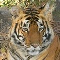 Small_choti_mada_avatar___tarun_bhatt