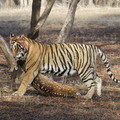 Small__mg_6594_1_