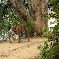 Small_unnis__t19__lactating_feb_2014