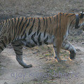 Small_coller_wali1