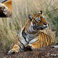 Small__dsc6953_4750