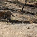 Small_unnis_and_cubs_2014