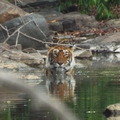 Small_ranthambhore__india_march_2014_605