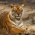 Small_3376