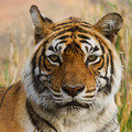Small_3375