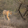 Small_t_19_majestic_walk