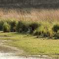 Small_t19_by_lake_2