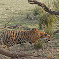 Small_stalking_tigress