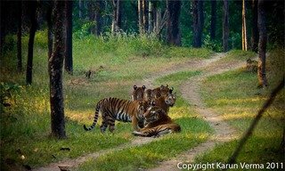 Small_collared_female_with_3rd_litter_cubs_karan_verma_