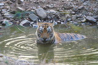 Small_tiger_upld