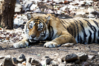 Small_tiger_nation_machali