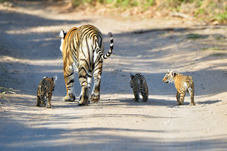 Small_t19_and_cubs_tiger_nation_22nd_april
