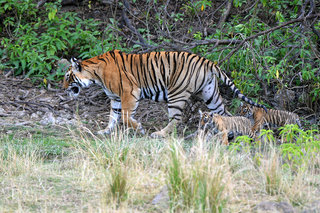 Small_t19_and_2_cubs_tiger_nation_17th_april