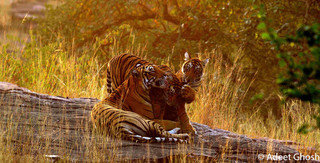 Small_pic_1_for_upload