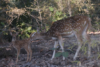 Small_chital_and_fawn_dsc0136