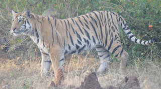 Small_cubs_of_collorwali
