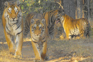 Small_tigernation20