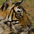 Small_t_18