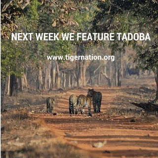 The featured reserve from 16th to 22nd March 2015 is Tadoba (c) (c) Tiger Nation 2015 Small_tadoba