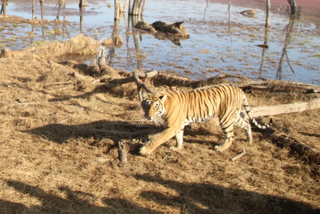 Small_ranthambore_zone_3_tigress_-_1