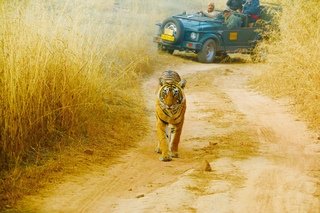 Small_tiger_6