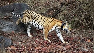 Small_pench-collarwali-harsh_piramal__5__c