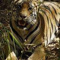 Small_yoshila_portrait_dsc0230