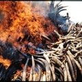 Small_burning_ivory_in_kenya.