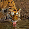Small_dpp_00020